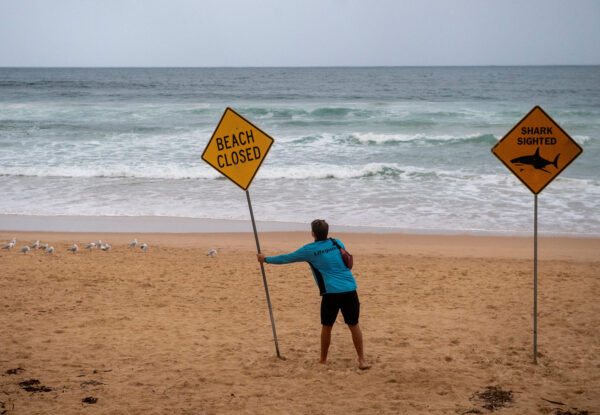 Shark attack in Sydney
