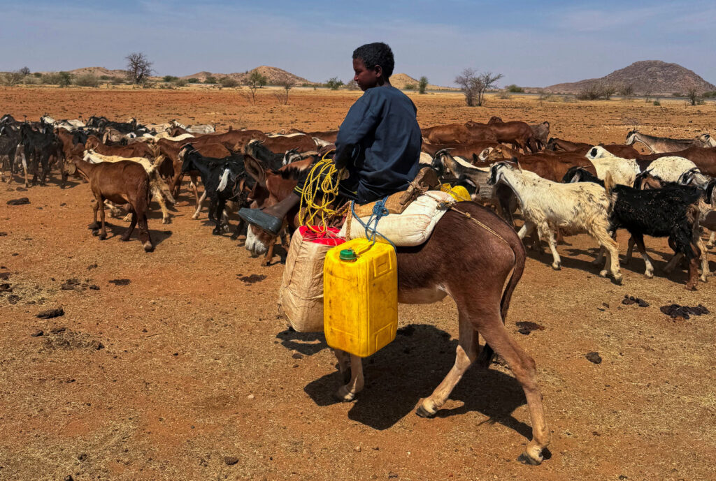 A young shepherd rides a camel while leading a herd of camels in North Kordofan