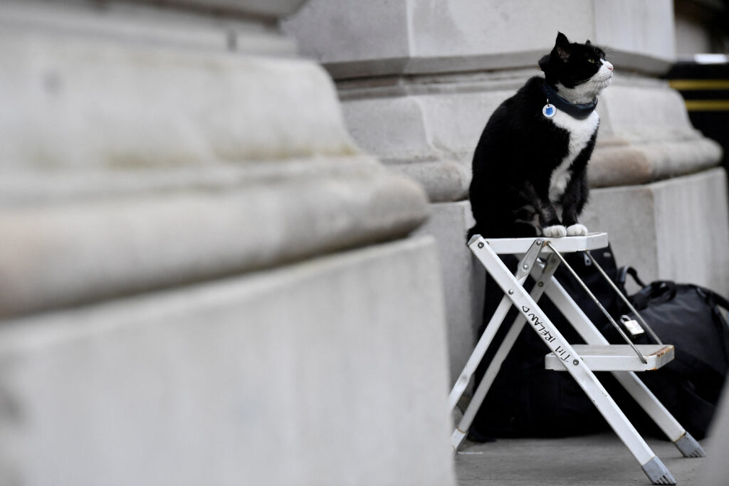 FILE PHOTO: Palmerston, the Foreign Office cat, sits at the photographer’s ladder outside Downing Street in London
