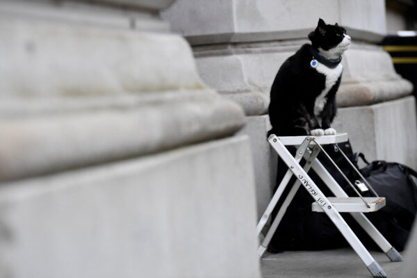 FILE PHOTO: Palmerston, the Foreign Office cat, sits at the photographer’s ladder outside Downing Street in London