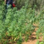 marihuana