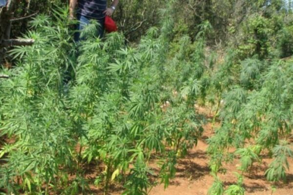 marihuana