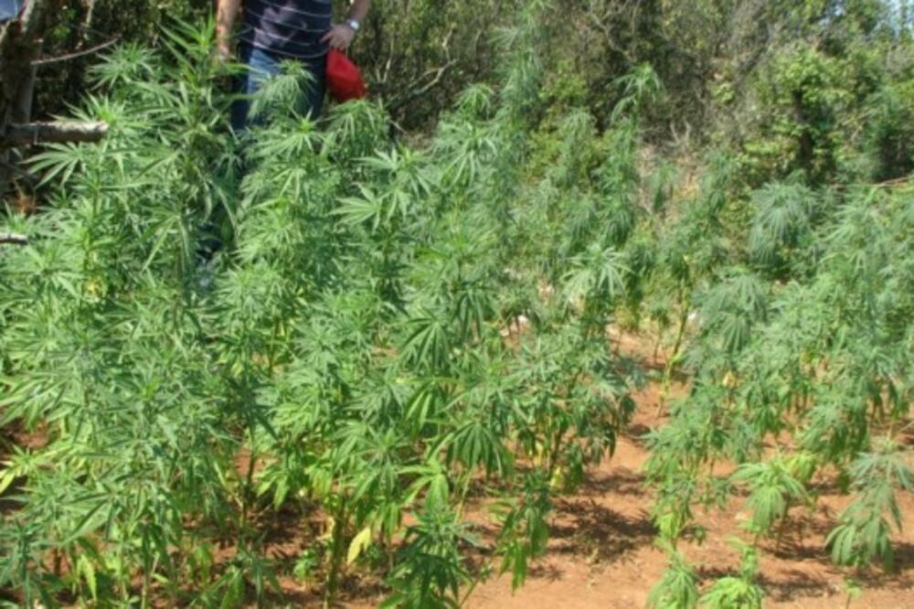 marihuana