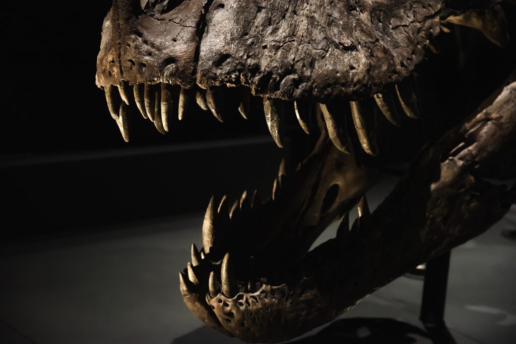 Close-up shot of dinosaur fossils on a black background
