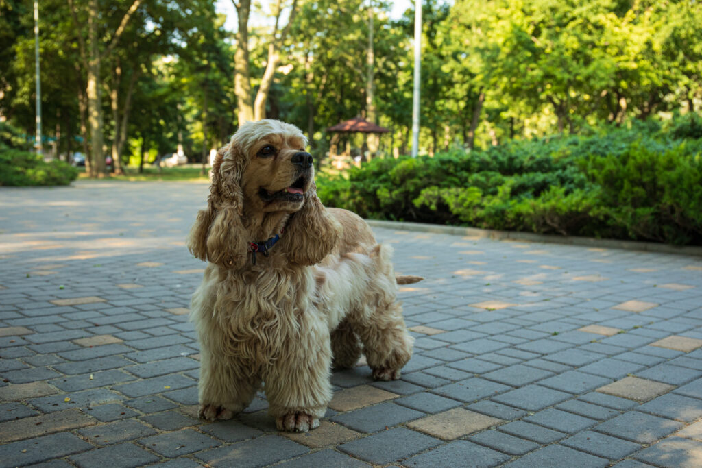 American spaniel, concept of pet and best friend – dog