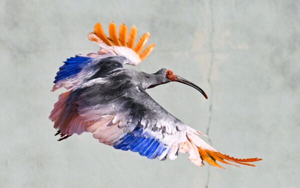 Japan Crested Ibises