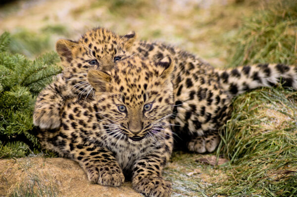 Closeup of two cute baby leopards play-fighting in the jungle