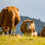 Cows on a meadow in Alps Austria. Schockl mountain above Graz place to visit