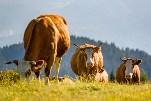 Cows on a meadow in Alps Austria. Schockl mountain above Graz place to visit