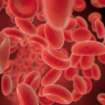 red blood cells flowing in a vessel, 3D illustration