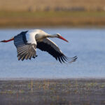 White stork (ciconia ciconia)