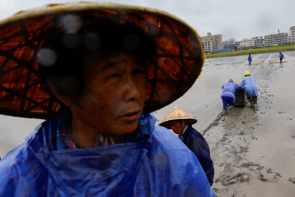 Farmers place trays of rice seedlings in a rice field ahead of the arrival of Typhoon Bavi in Wenzhou