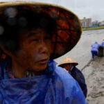 Farmers place trays of rice seedlings in a rice field ahead of the arrival of Typhoon Bavi in Wenzhou