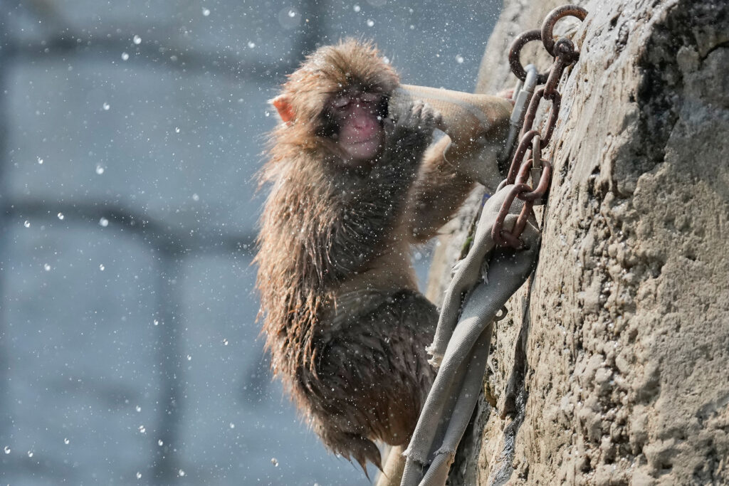 Japan Monkey Birthday