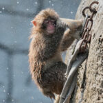 Japan Monkey Birthday