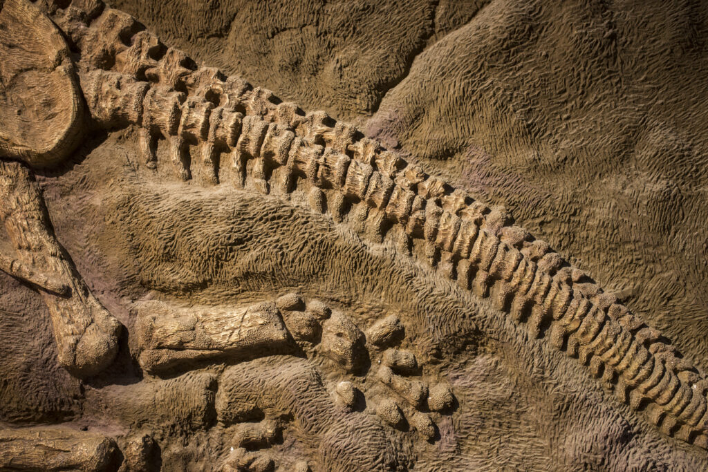 Dinosaur fossil