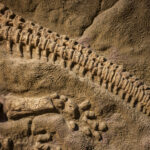 Dinosaur fossil