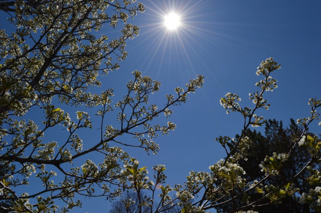 paulspics-spring-1409373_1920