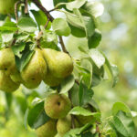 Pear fruit on the tree in the fruit garden