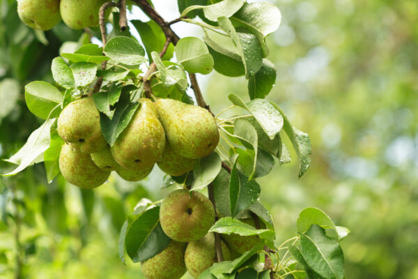 Pear fruit on the tree in the fruit garden