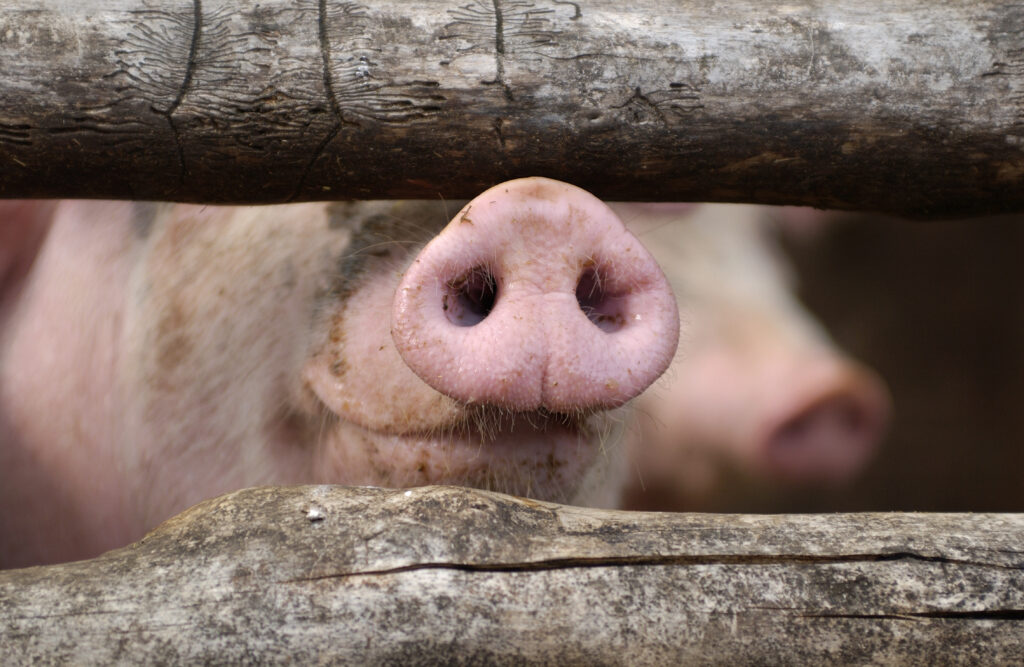 Nose of a curious pig in a stable behind bars