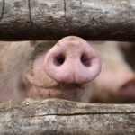 Nose of a curious pig in a stable behind bars
