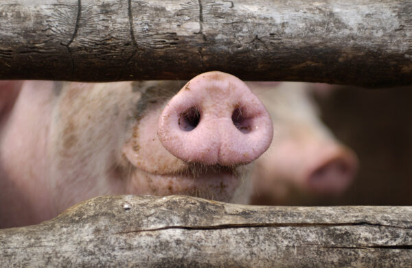 Nose of a curious pig in a stable behind bars