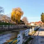vrba palanka
