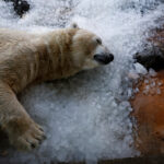 Prague zoo keeps animals cool with ice cubes