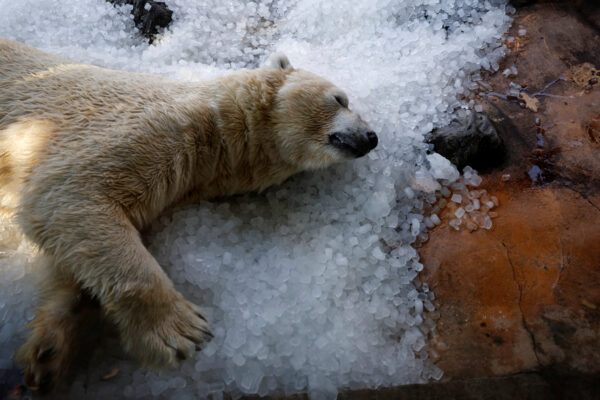 Prague zoo keeps animals cool with ice cubes