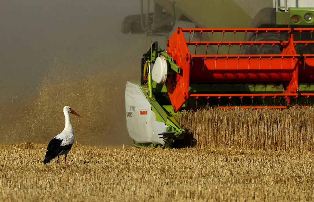Wheat harvest in Seeluebbe