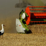 Wheat harvest in Seeluebbe
