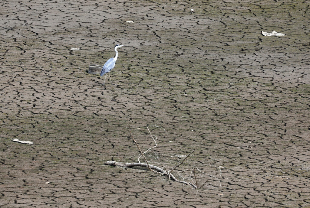 A grey heron stands on a dried reservoir amid a heatwave warning in Cheongdo