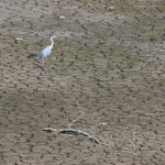A grey heron stands on a dried reservoir amid a heatwave warning in Cheongdo