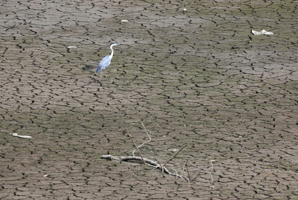 A grey heron stands on a dried reservoir amid a heatwave warning in Cheongdo
