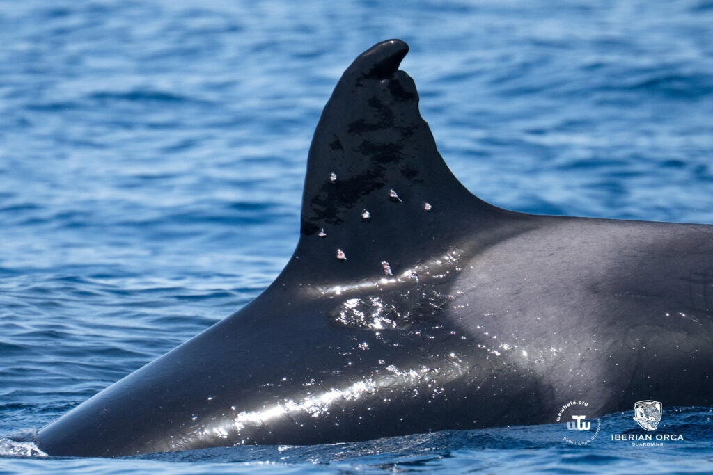 A handout photo shows marks on the dorsal fin of an elderly Iberian orca known as „Toñi“, which the Spanish Environment Ministry said were possibly caused by pellets, in the Strait of Gibraltar