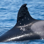 A handout photo shows marks on the dorsal fin of an elderly Iberian orca known as „Toñi“, which the Spanish Environment Ministry said were possibly caused by pellets, in the Strait of Gibraltar