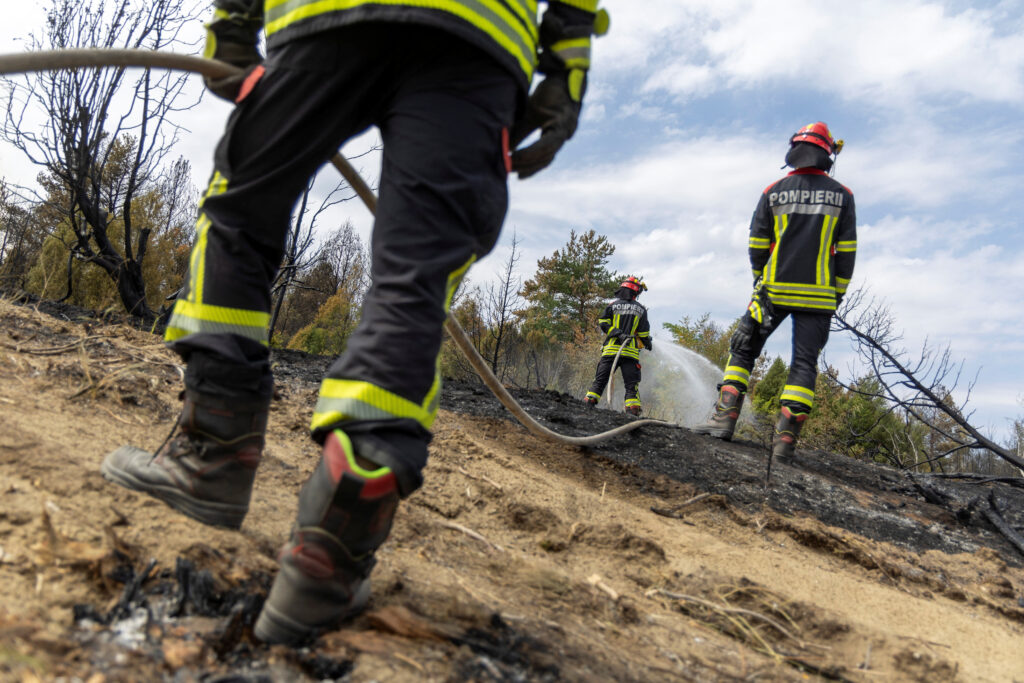 Wildfire aftermath in Deliblato Sands