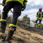 Wildfire aftermath in Deliblato Sands