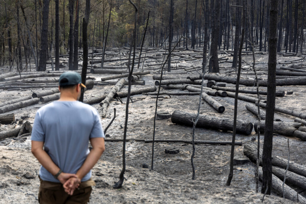 Wildfire aftermath in Deliblato Sands
