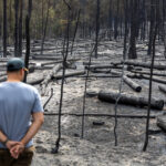 Wildfire aftermath in Deliblato Sands