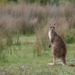 chiemseherin-kangaroo-10180544_1920