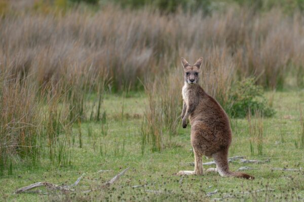chiemseherin-kangaroo-10180544_1920