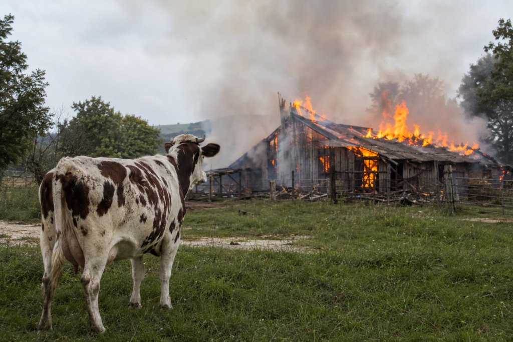 krava i požar