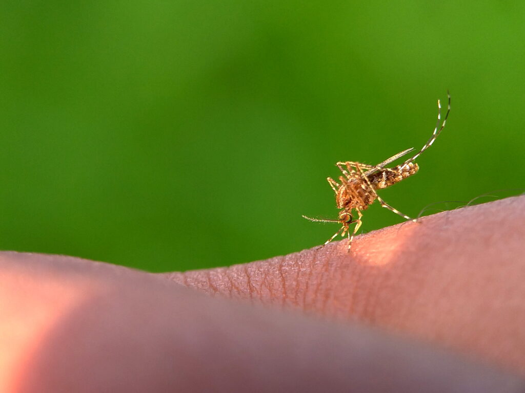 mosquito-on-human-skin-against-green-background-2026-03-17-06-34-19-utc