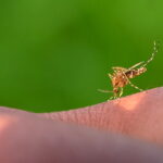 mosquito-on-human-skin-against-green-background-2026-03-17-06-34-19-utc