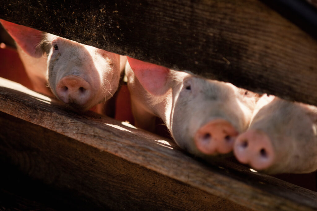pigs-looking-through-fence-in-oberstaufen-allgau-2026-03-26-08-54-47-utc