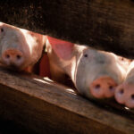 pigs-looking-through-fence-in-oberstaufen-allgau-2026-03-26-08-54-47-utc