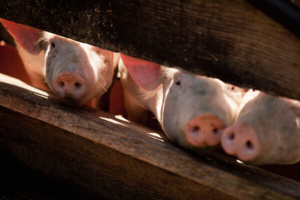 pigs-looking-through-fence-in-oberstaufen-allgau-2026-03-26-08-54-47-utc