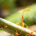 team-of-ants-carrying-piece-of-food-together-2026-03-17-07-13-15-utc